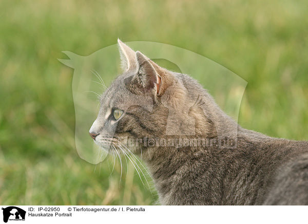 Hauskatze Portrait / cat portrait / IP-02950