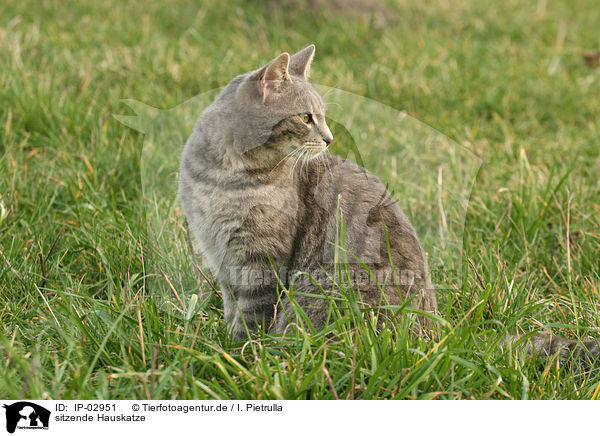 sitzende Hauskatze / sitting cat / IP-02951