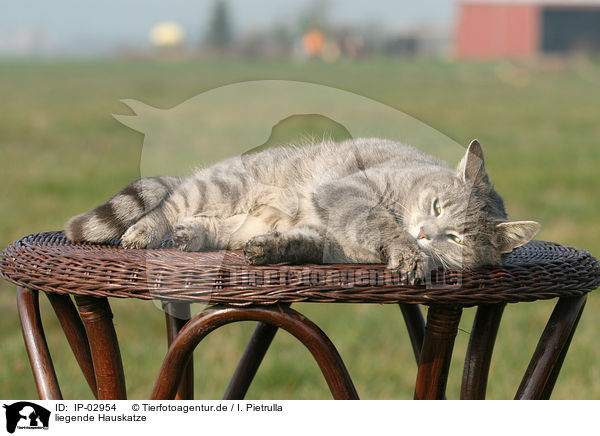 liegende Hauskatze / lying cat / IP-02954