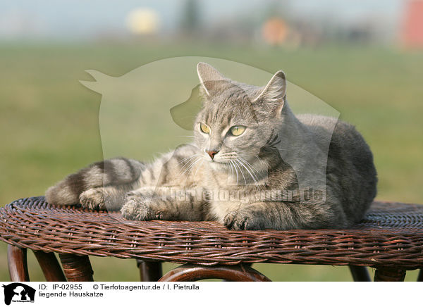 liegende Hauskatze / lying cat / IP-02955