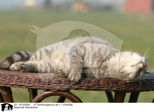liegende Hauskatze / lying cat / IP-02956