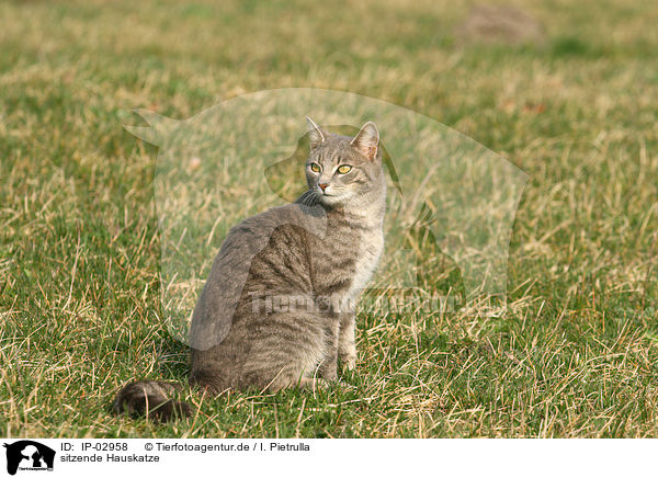 sitzende Hauskatze / sitting cat / IP-02958