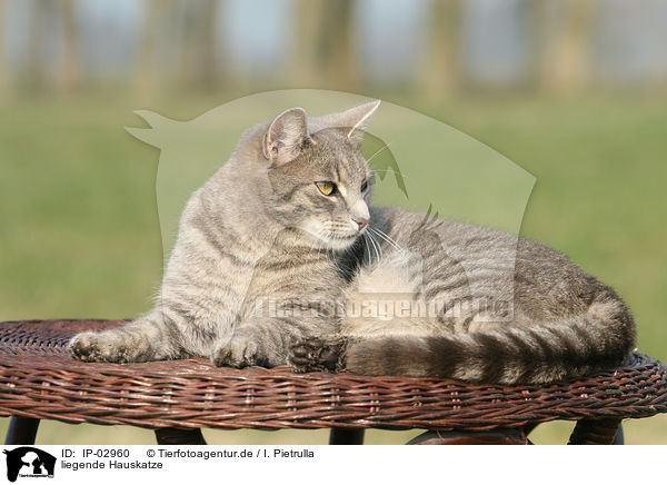 liegende Hauskatze / lying cat / IP-02960