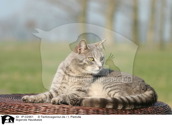 liegende Hauskatze / lying cat / IP-02961