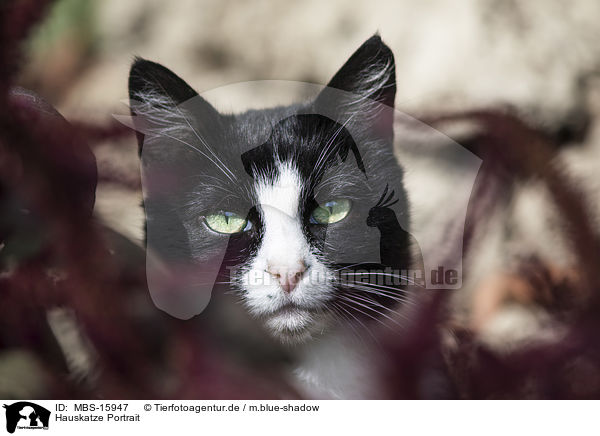 Hauskatze Portrait / cat portrait / MBS-15947