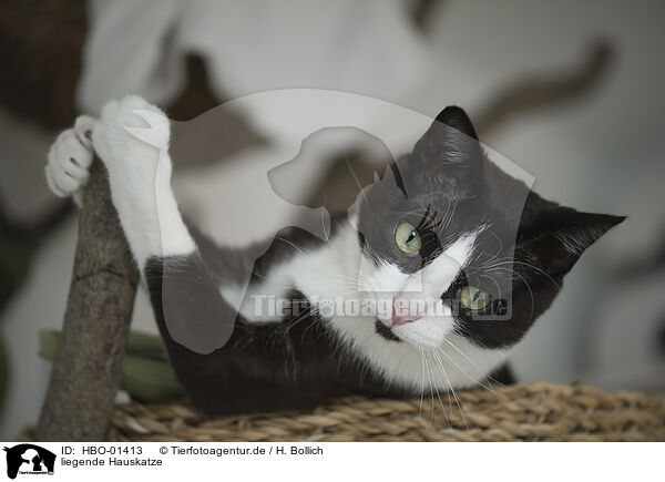 liegende Hauskatze / lying house cat / HBO-01413