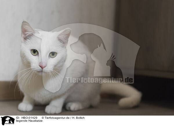 liegende Hauskatze / lying house cat / HBO-01429