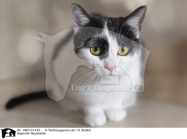 liegende Hauskatze / lying house cat / HBO-01430