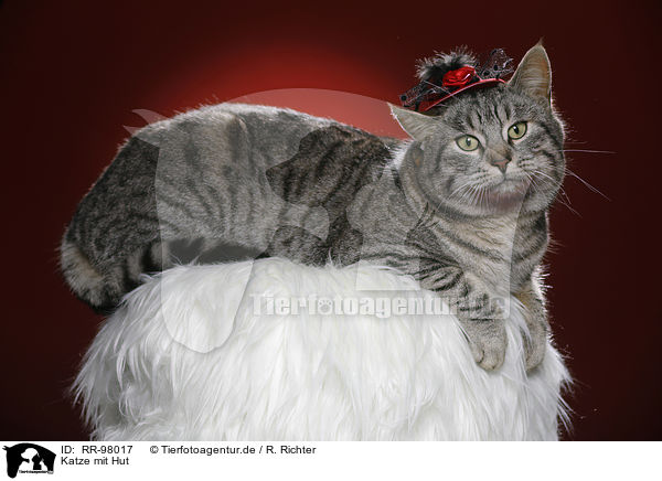 Katze mit Hut / cat with hat / RR-98017