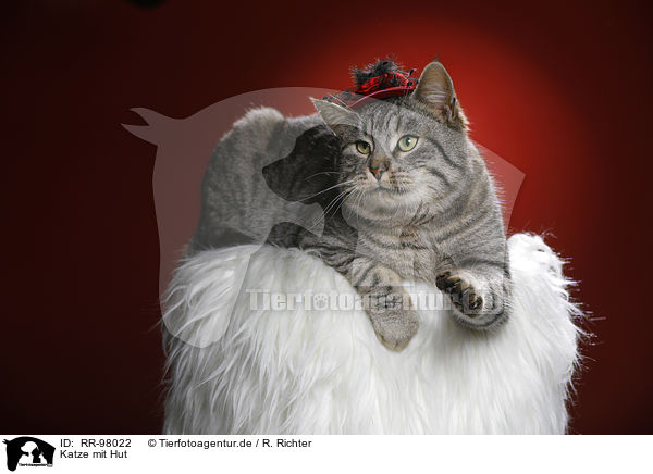 Katze mit Hut / cat with hat / RR-98022