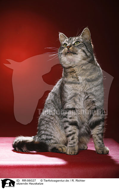 sitzende Hauskatze / sitting domestic cat / RR-98027