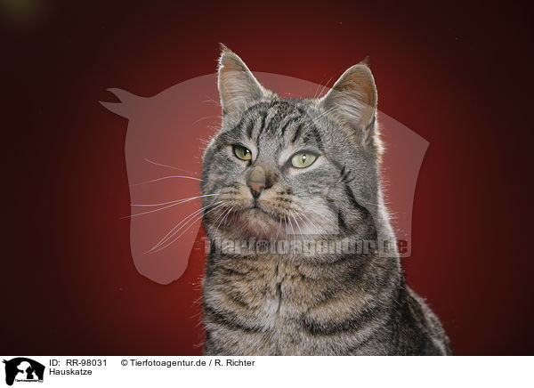Hauskatze / domestic cat / RR-98031