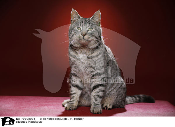 sitzende Hauskatze / sitting domestic cat / RR-98034