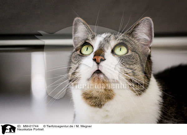 Hauskatze Portrait / domestic cat portrait / MW-01744