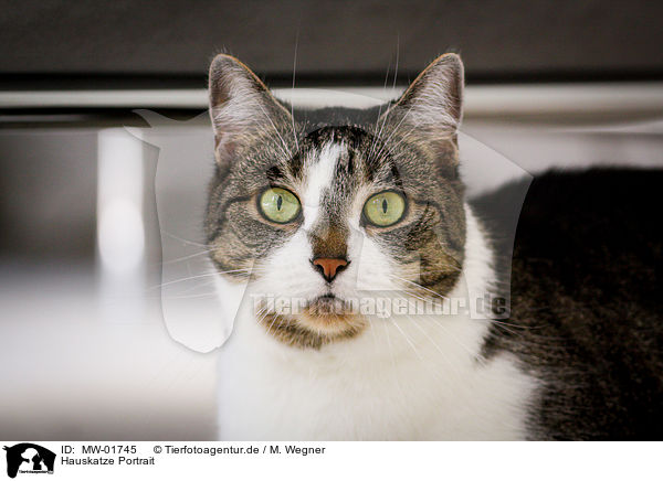 Hauskatze Portrait / domestic cat portrait / MW-01745