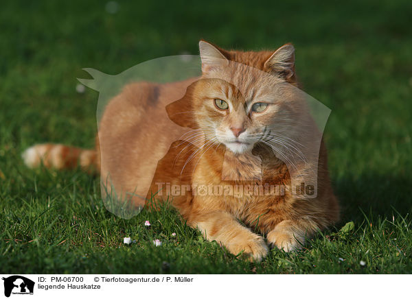 liegende Hauskatze / lying house cat / PM-06700