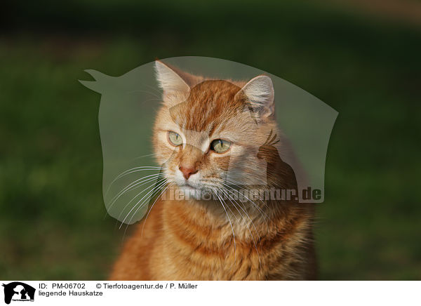 liegende Hauskatze / lying house cat / PM-06702