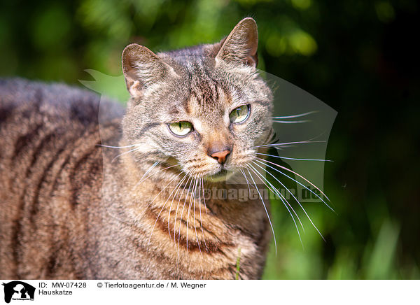 Hauskatze / domestic cat / MW-07428