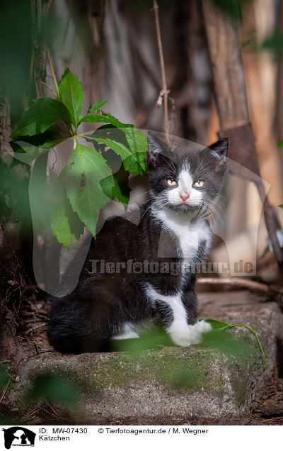 K�tzchen / Kitten / MW-07430