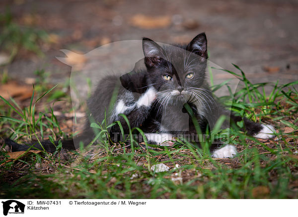 K�tzchen / Kitten / MW-07431