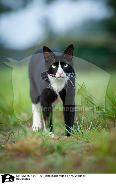 Hauskatze / domestic cat / MW-07434