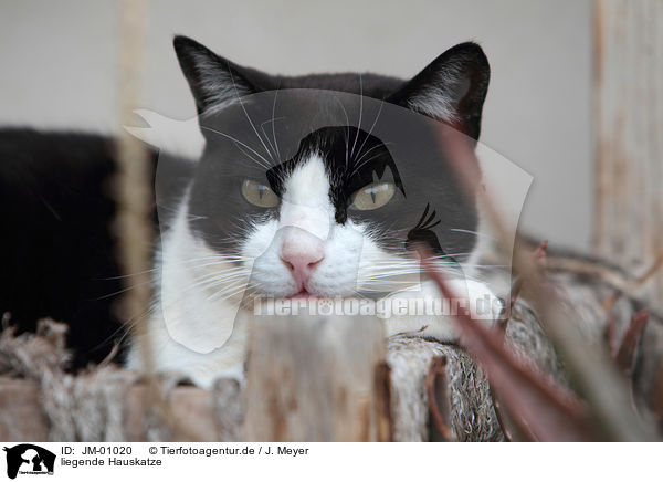 liegende Hauskatze / lying cat / JM-01020