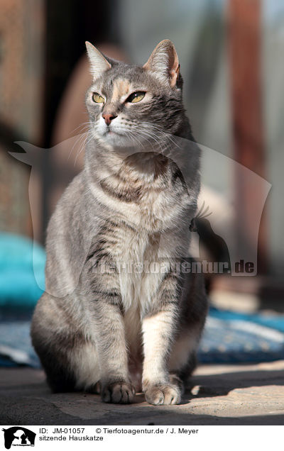 sitzende Hauskatze / sitting cat / JM-01057