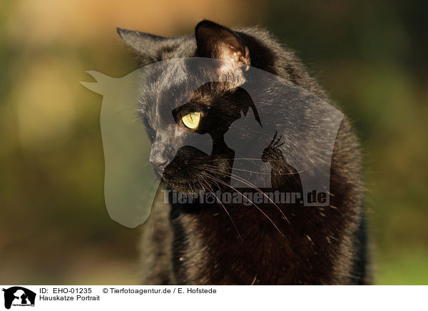 Hauskatze Portrait / cat portrait / EHO-01235