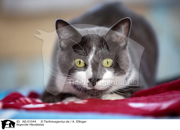liegende Hauskatze / lying cat / AE-01044