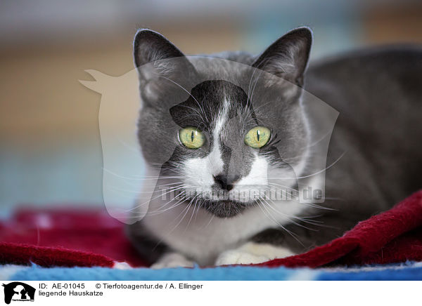 liegende Hauskatze / lying cat / AE-01045