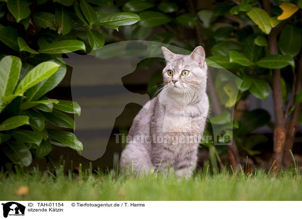 sitzende K�tzin / sitting she-cat / TAH-01154