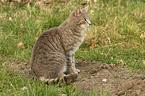 sitzende Hauskatze