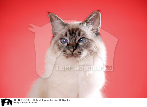 Heilige Birma Portrait / Sacred Birman Portrait / RR-46723