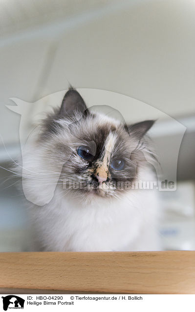 Heilige Birma Portrait / Sacred Birman Portrait / HBO-04290