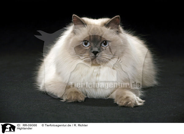 Highlander / Britanica / RR-09066