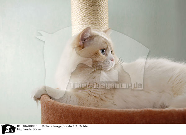 Highlander Kater / Britanica Tomcat / RR-09083