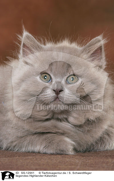 liegendes Highlander K�tzchen / lying Highlander kitten / SS-12941