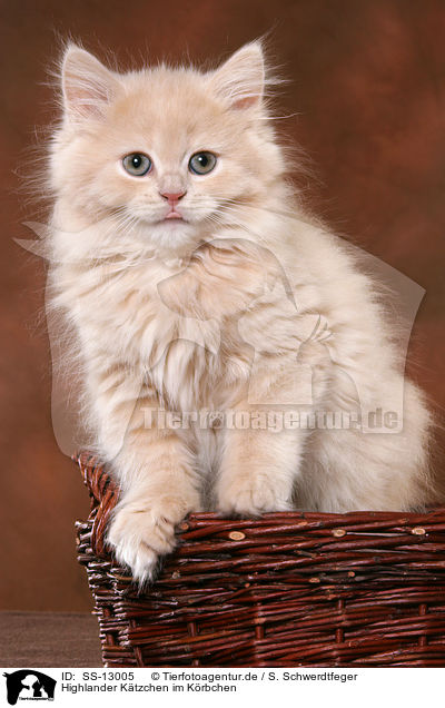 Highlander K�tzchen im K�rbchen / Highlander Kitten in basket / SS-13005