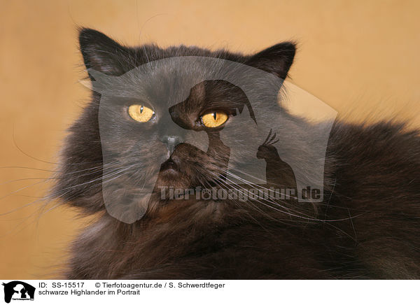 schwarze Highlander im Portrait / black Highlander portrait / SS-15517