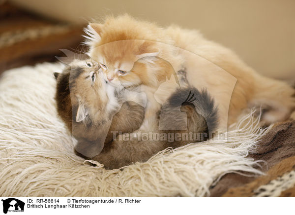 Britisch Langhaar K�tzchen / Highlander kitten / RR-56614