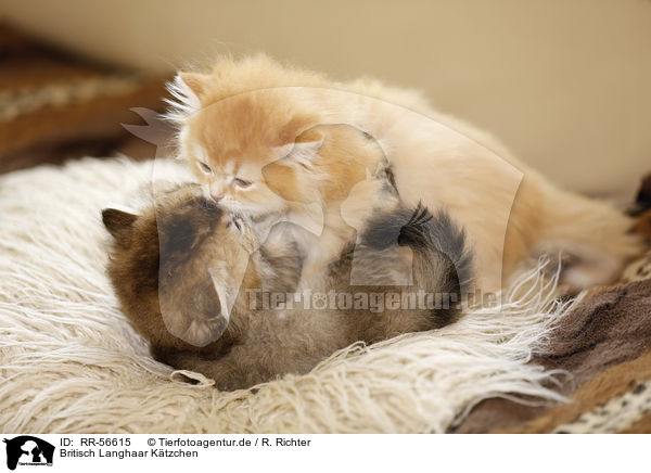 Britisch Langhaar K�tzchen / Highlander kitten / RR-56615