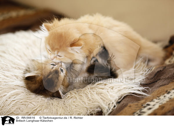 Britisch Langhaar K�tzchen / Highlander kitten / RR-56616