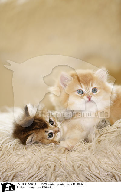 Britisch Langhaar K�tzchen / Highlander kitten / RR-56617