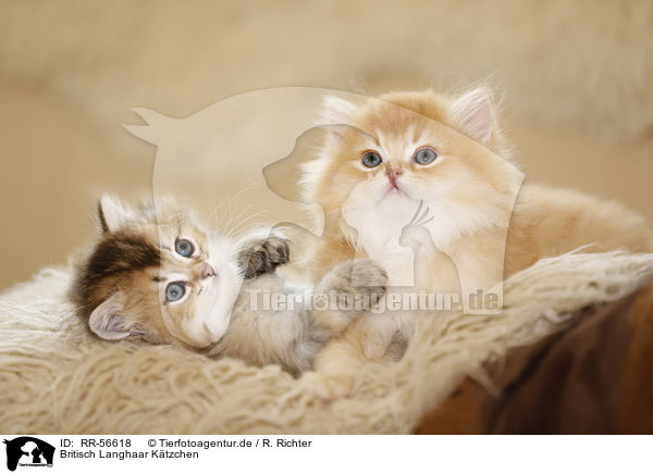 Britisch Langhaar K�tzchen / Highlander kitten / RR-56618