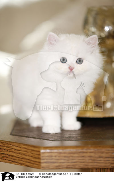 Britisch Langhaar K�tzchen / Highlander kitten / RR-56621