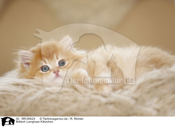 Britisch Langhaar K�tzchen / Highlander kitten / RR-56624
