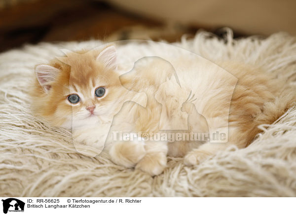 Britisch Langhaar K�tzchen / Highlander kitten / RR-56625