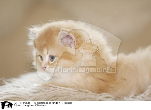 Britisch Langhaar K�tzchen / Highlander kitten / RR-56626