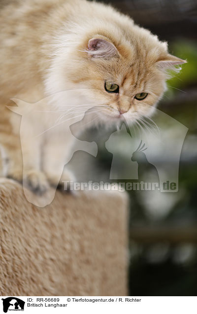 Britisch Langhaar / Highlander / RR-56689