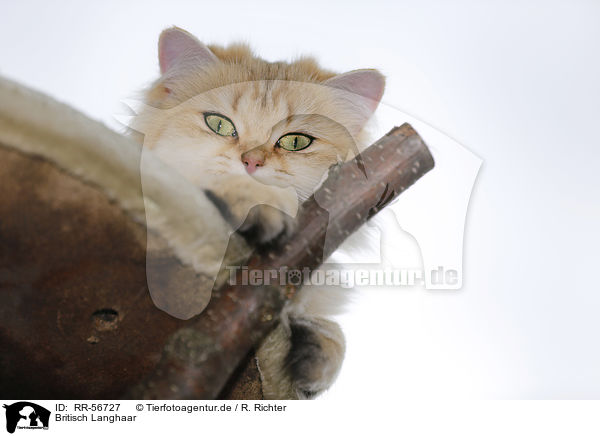 Britisch Langhaar / Highlander / RR-56727